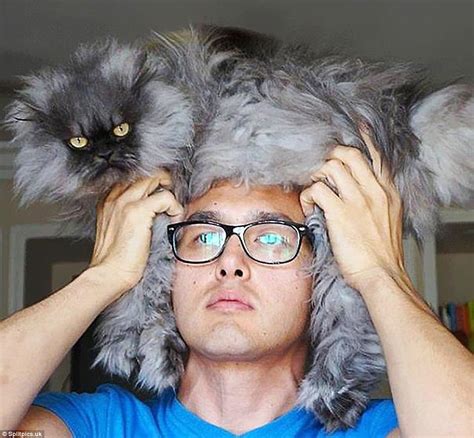 internet craze sees cat owners wear their felines as hats daily mail
