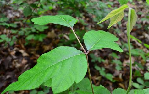 How To Identify Poison Ivy [illustrated Guide] Greenbelly Meals