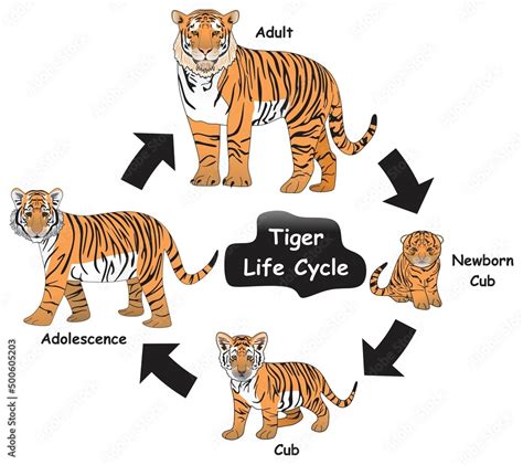 tiger life cycle infographic diagram showing  phases