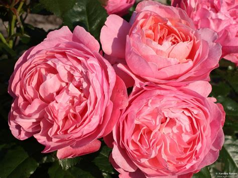 koelner flora kaufen strauchrose agel rosen