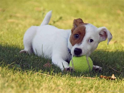dog playing  tennis ball desi comments