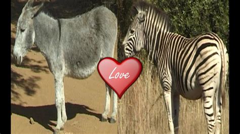 happen  zebra mated  donkey youtube