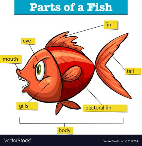 diagram showing parts fish royalty  vector image