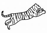 Tiger Colorare Salta Tigre Che sketch template