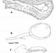Image result for "taeniogyrus Australian Us". Size: 194 x 185. Source: www.researchgate.net