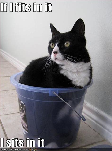 [image 268061] If It Fits I Sits Know Your Meme