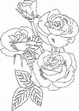 Coloring Rose Bush Pages Drawing Drawings Flower Printable Designlooter Adult Beautiful Kids Sheets 22kb Getdrawings Choose Board sketch template
