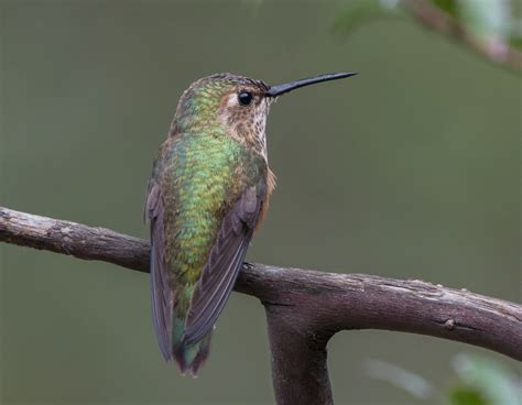 hummingbirds wings  skagit
