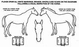 Markings Worksheet Horses Vision sketch template