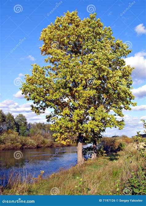 big oak stock photo image  climate flores green horizon