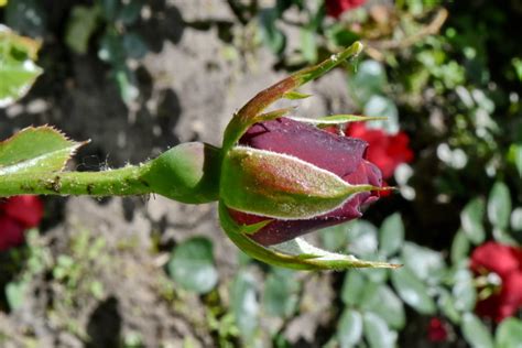 free picture detail insect leaf bud flower rose nature flora