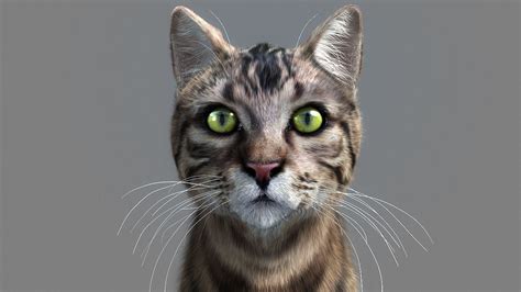 cat 3d model animated rigged max