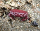 Image result for "liomera Venosa". Size: 131 x 100. Source: www.inaturalist.org