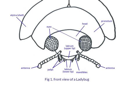 legs   ladybug   anatomy   ladybug