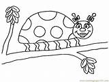 Coloring Pages Ladybug Miraculous Grouchy Bug Beetle Vw Printable Drawing Getcolorings Lady Getdrawings Kids Ladybugs Popular sketch template
