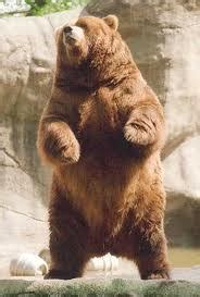 grizzly bears standing  funny animal