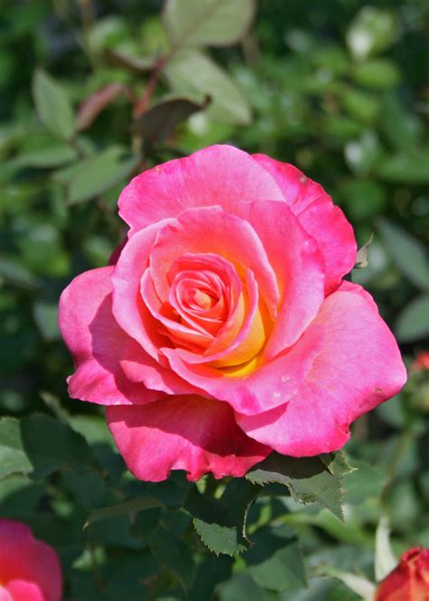 hybrid tea rose colors