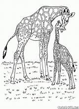 Giraffa sketch template