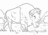 Bison Bisonte Americano Ausmalbild Grazing Indianen Pastando Kleurplaten sketch template