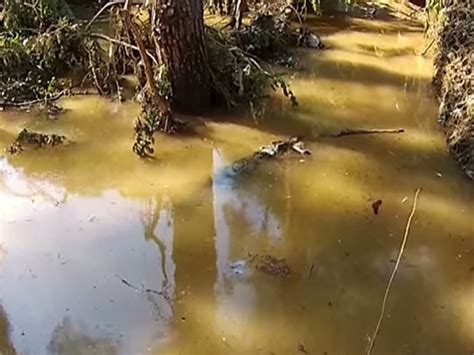 drone footage shows alligator   loose  georgia floods