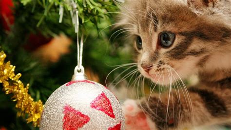 cat friendly christmas tree options purrfect love