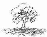 Tree Roots Coloring Oak Olive Outline Massive Drawing Clipart Color Pages Getcolorings Print Getdrawings Luna Drawings Printable Size Trees Webstockreview sketch template