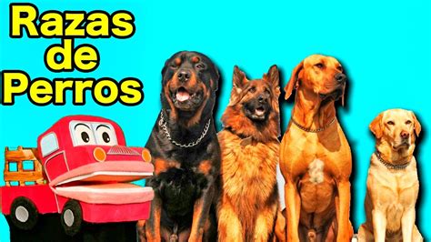 Tipos De Razas De Perros Los Niños Aprenden Con Barney