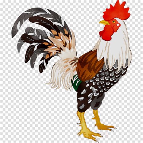 high quality rooster clipart transparent transparent png