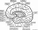 Neuroanatomy Printable Getdrawings Labels Nuclei Nucleus Labelled Hebb Brainstem sketch template