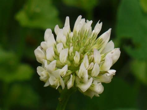 white clover identify  plant