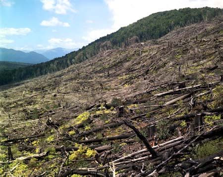 clearfelling west coast forest logging native forests te ara