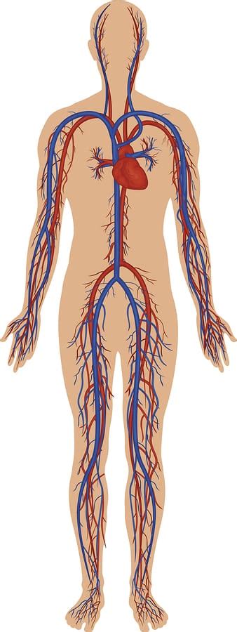 function  veins   role   human body