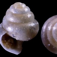 Afbeeldingsresultaten voor "limacina retroversa Balea". Grootte: 186 x 185. Bron: www.idscaro.net