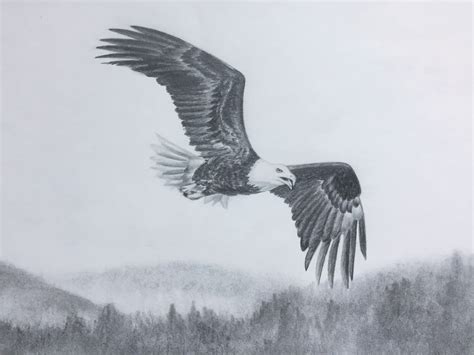 bald eagle flying graphitepencil drawing  elena whitman eagle