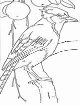 Jay Coloring Pages Blue Printable Birds Recommended Kids sketch template