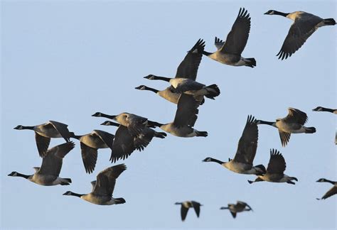 world migratory day bird migration helps balance  ecosystem goni