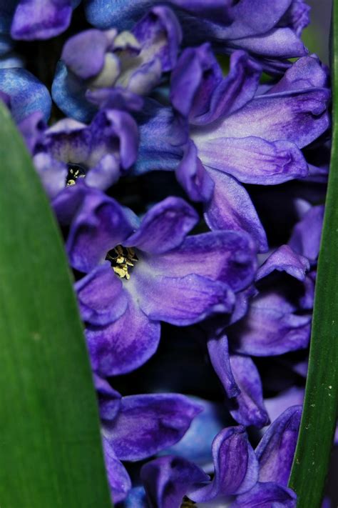 lilac gate hyacinth