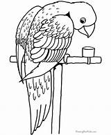 Coloring Bird Pages Parrot Animals sketch template