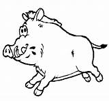 Boar Wild Coloring Pages Pig Color Coloringcrew Getcolorings Gif sketch template
