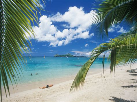 beautiful beaches   world lush palm  xxx hot girl