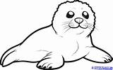 Seal Coloring Pages Fur Print sketch template