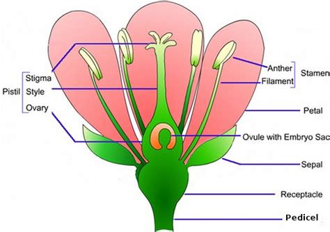 sexual reproduction in plants angiosperms online science notes