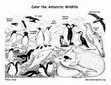 Coloring Pages Antarctica Animals Antarctic Printable Arctic Penguin Kids Colouring Animal Habitat Pole South Artic Labeled Pdf Nature Hidden Choose sketch template