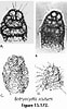 Afbeeldingsresultaten voor "botryocyrtis Scutum". Grootte: 62 x 100. Bron: www.uv.es