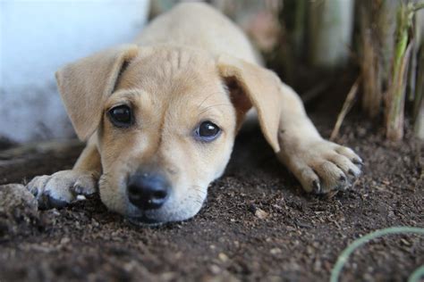 top  smallest dog breeds canna pet