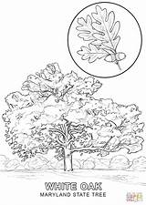 Coloring Tree State Maryland Pages Printable Drawing sketch template