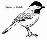 Chickadee Coloring Clipart Bird Pages Capped Chickadees Cliparts Drawing Drawings Colouring Library Watercolor 91kb 256px sketch template