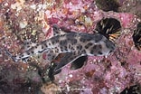 Afbeeldingsresultaten voor "heterodontus Mexicanus". Grootte: 156 x 104. Bron: sharksandrays.com