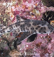 Afbeeldingsresultaten voor "heterodontus Mexicanus". Grootte: 176 x 185. Bron: sharksandrays.com