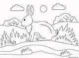Coloring Animal Pages Simple Bunny Printable Print Info sketch template